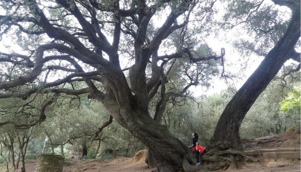 Alzina gran per visitar a Dosrius quan fas una caminata pel bosco