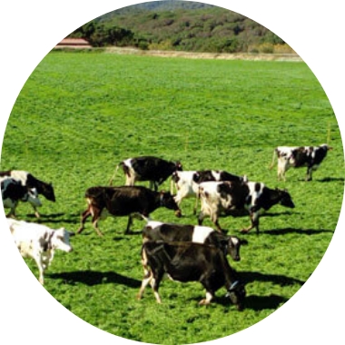 Vaques pasturant al camp en la Granja Can Gel a Dosrius