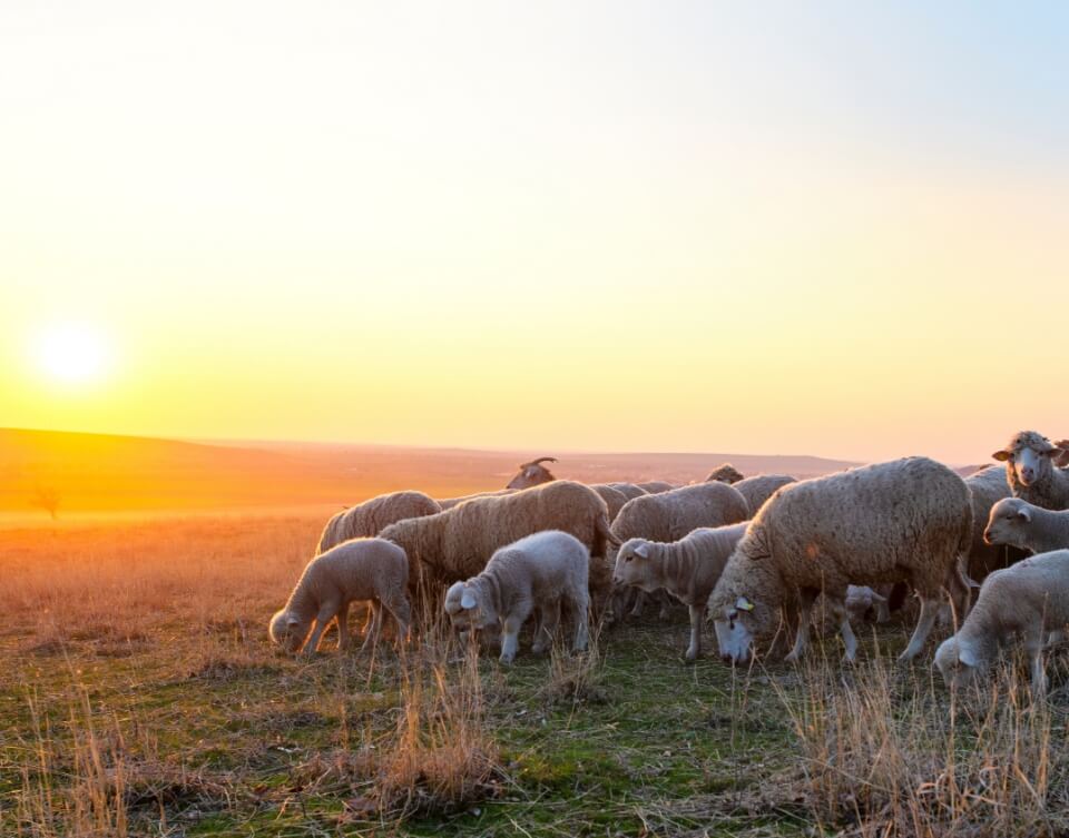 Ramat d'ovelles al camp als voltants de Cabanes Dosrius