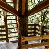 cabana a dalt del arbre amb escales
