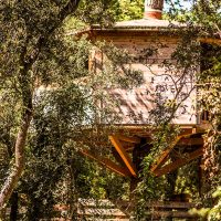 casa dalt del arbre al bosc de Catalunya
